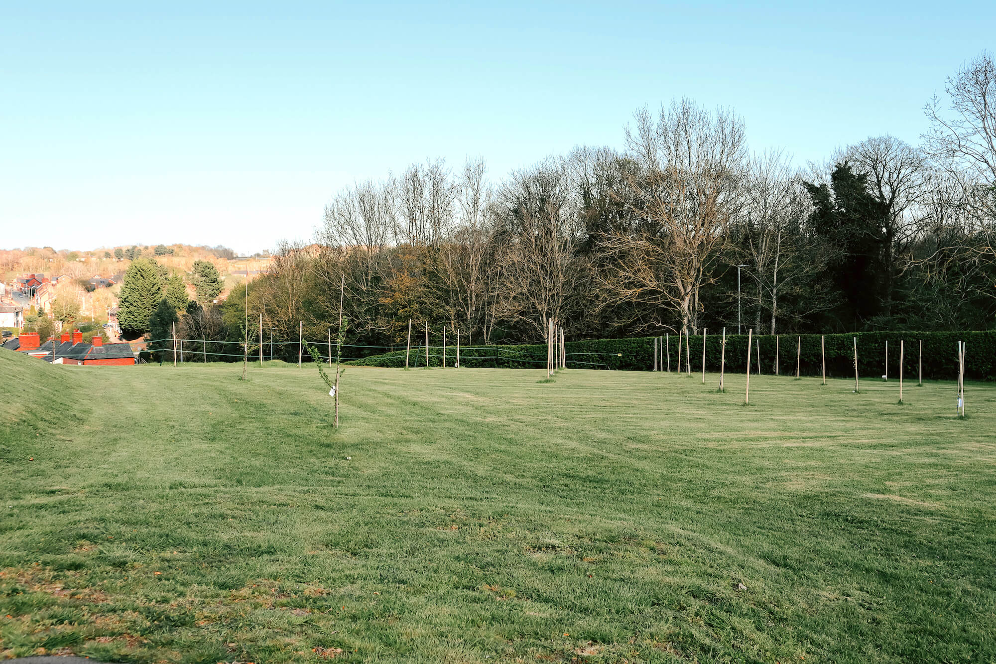 An Apple Orchard in its infancy at Tower Hill Barns sustainable countryside wedding venue.